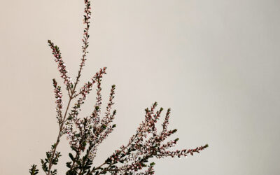 Calluna vulgaris｜帚石楠